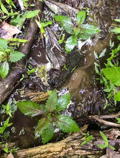 image of Lycopus virginicus, Virginia Bugleweed, Virginia water horehound