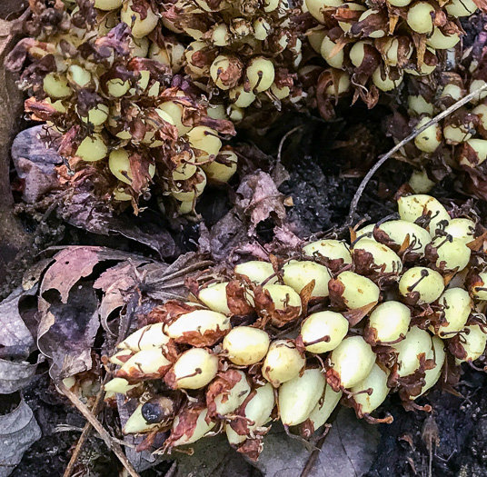 image of Conopholis americana, Squawroot, Bearcorn, Oakdrops