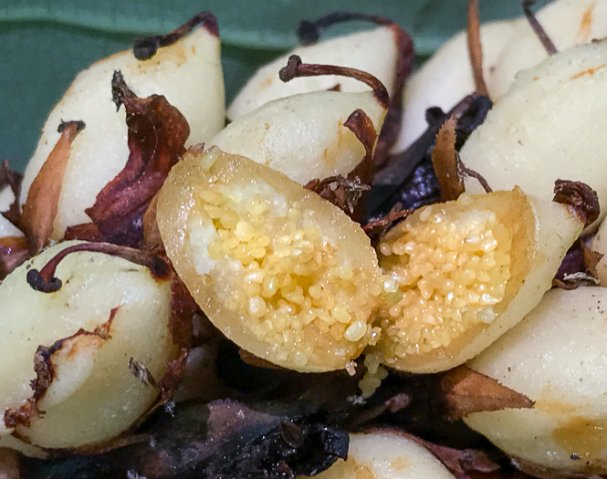 image of Conopholis americana, Squawroot, Bearcorn, Oakdrops