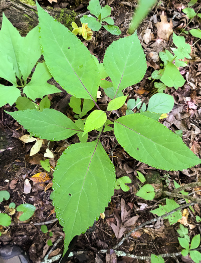 image of Collinsonia canadensis, Northern Horsebalm, Citronella, Canada Stoneroot, Canada Horsebalm