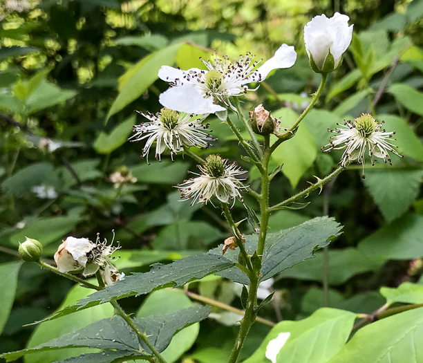 image of Rubus allegheniensis var. allegheniensis, Allegheny Blackberry