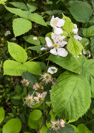 image of Rubus allegheniensis var. allegheniensis, Allegheny Blackberry