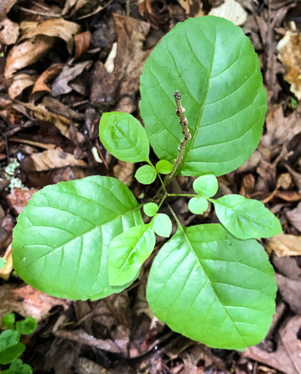 image of Fraxinus pennsylvanica, Green Ash, Red Ash