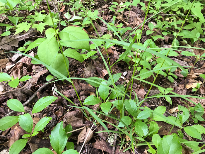 image of Glyceria striata var. striata, Fowl Mannagrass