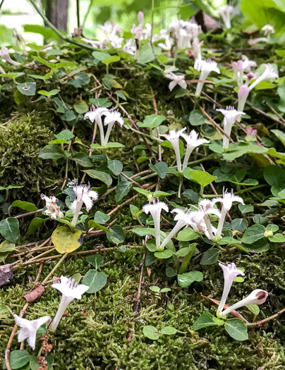image of Mitchella repens, Partridgeberry, Twinflower