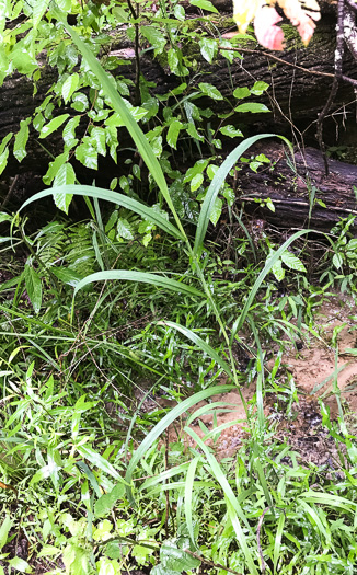 image of Cinna arundinacea, Common Woodreed, Stout Woodreed, Sweet Woodreed