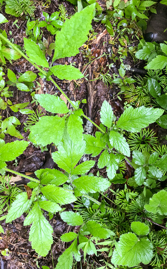 image of Geum virginianum, Pale Avens, Cream Avens