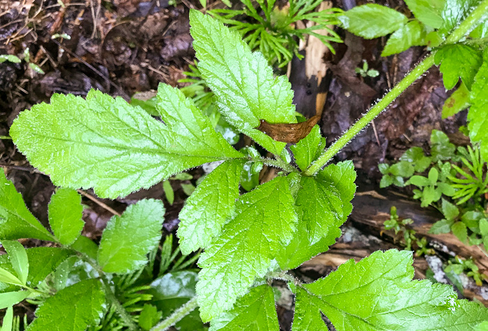 image of Geum virginianum, Pale Avens, Cream Avens