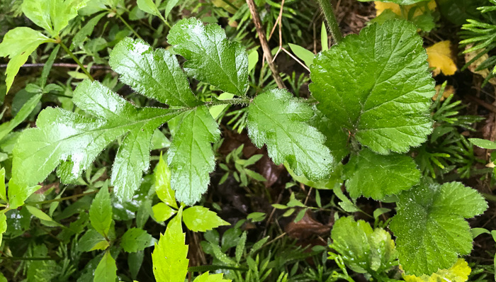 image of Geum virginianum, Pale Avens, Cream Avens