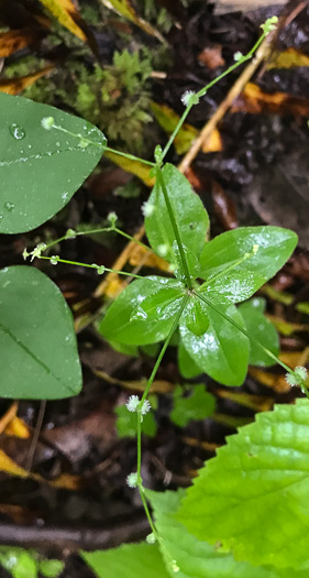image of Galium circaezans, Forest Bedstraw, Licorice Bedstraw