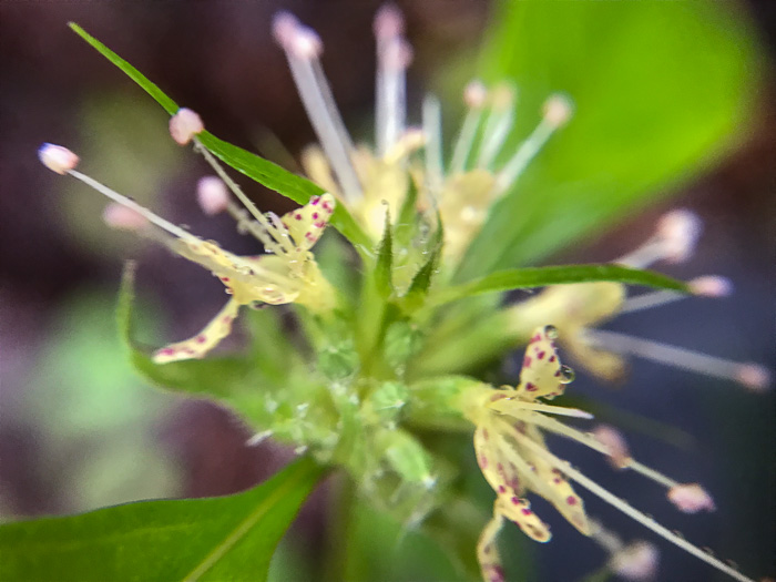 image of Pycnanthemum montanum, Appalachian Mountain-mint, Thinleaf Mountain-mint