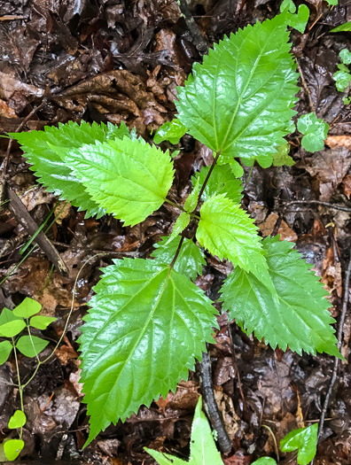 image of Ageratina altissima, Common White Snakeroot, Common Milk-poison