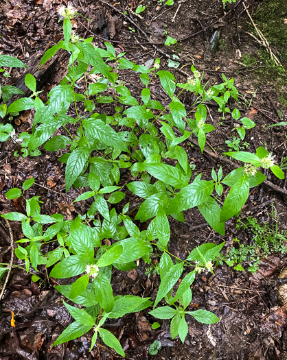 image of Pycnanthemum montanum, Appalachian Mountain-mint, Thinleaf Mountain-mint
