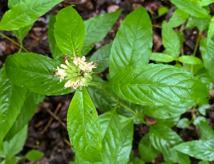 image of Pycnanthemum montanum, Appalachian Mountain-mint, Thinleaf Mountain-mint