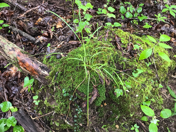 image of Carex virescens, Ribbed Sedge