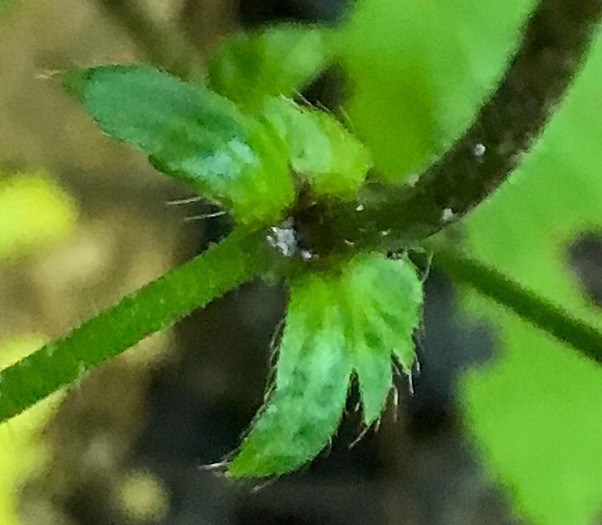 image of Geum canadense, White Avens