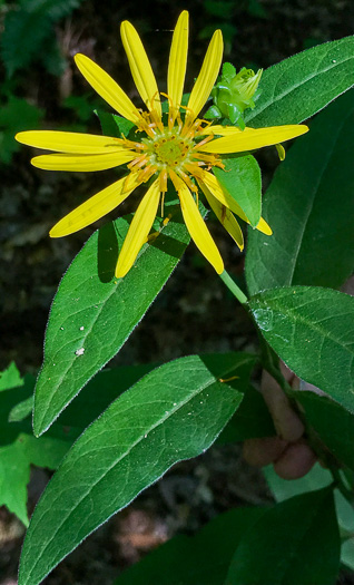image of Silphium dentatum, Starry Rosinweed