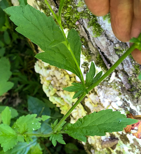 image of Geum virginianum, Pale Avens, Cream Avens