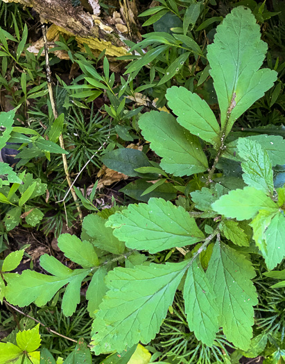 image of Geum virginianum, Pale Avens, Cream Avens