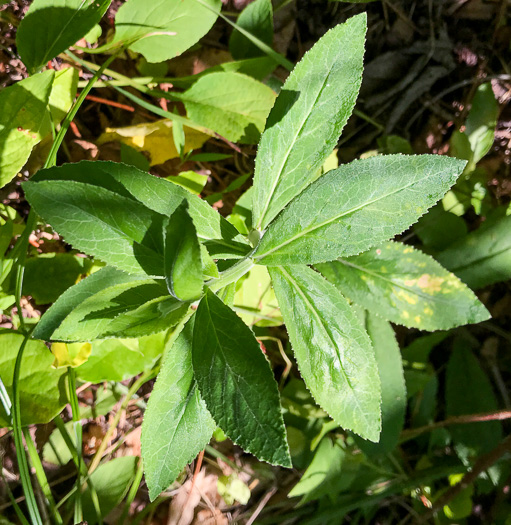 image of Lobelia puberula, Downy Lobelia, Hairy Lobelia