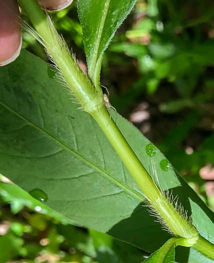 Persicaria setacea, Swamp Smartweed, Bog Smartweed