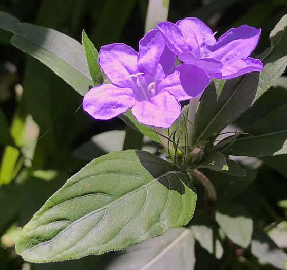 image of Ruellia caroliniensis, Carolina Wild-petunia, Common Wild-petunia, Hairy Ruellia
