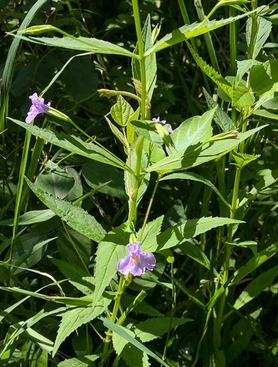 image of Mimulus ringens var. ringens, Allegheny Monkeyflower, Square-stemmed Monkeyflower