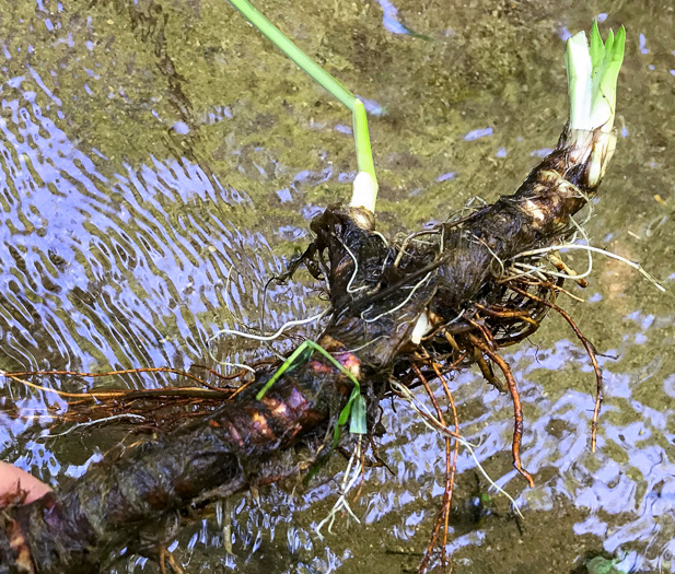 image of Acorus calamus, European Sweetflag, European Calamus