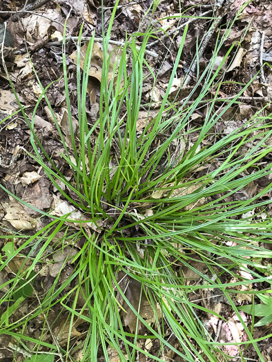 image of Scleria oligantha, Few-flowered Nutrush, Littlehead Nutrush