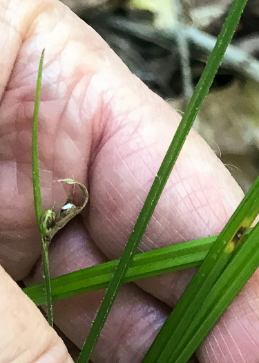 image of Scleria oligantha, Few-flowered Nutrush, Littlehead Nutrush