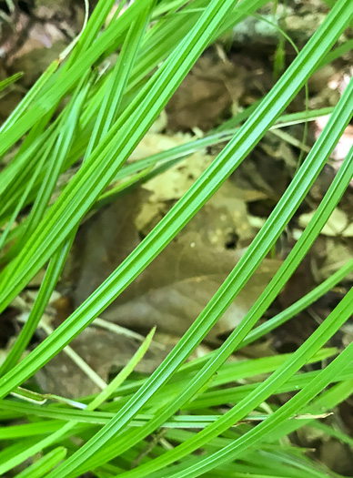 image of Scleria oligantha, Few-flowered Nutrush, Littlehead Nutrush