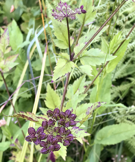 image of Thaspium barbinode, Hairy-jointed Meadow-parsnip