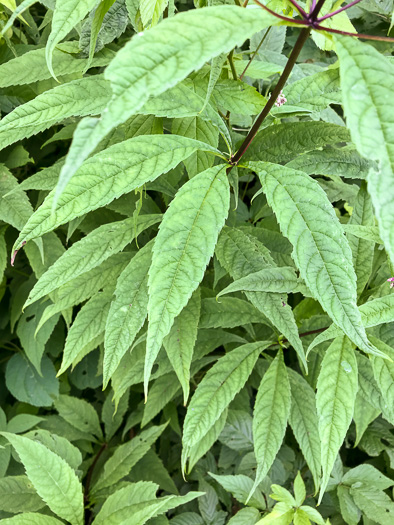 image of Eutrochium fistulosum, Hollow-stem Joe-pye-weed