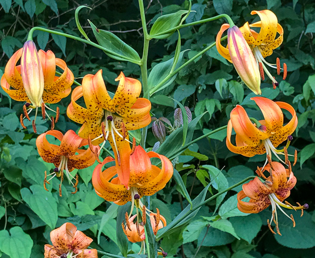 image of Lilium superbum, Turk's-cap Lily, Lily-royal, Superb Lily