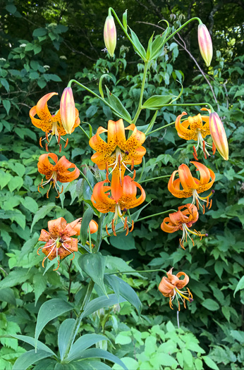 image of Lilium superbum, Turk's-cap Lily, Lily-royal, Superb Lily