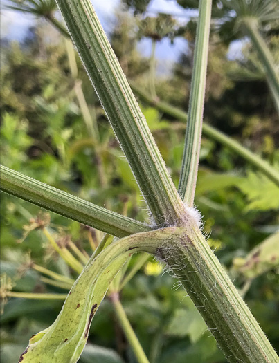 image of Heracleum maximum, Cow-parsnip, American Hogweed, Masterwort