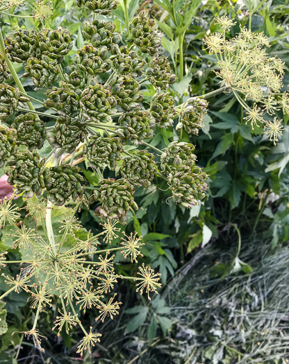 image of Heracleum maximum, Cow-parsnip, American Hogweed, Masterwort