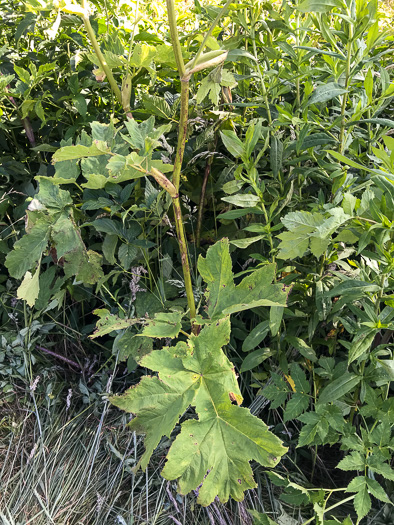 image of Heracleum maximum, Cow-parsnip, American Hogweed, Masterwort