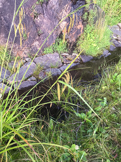 image of Carex mitchelliana, Mitchell's Sedge