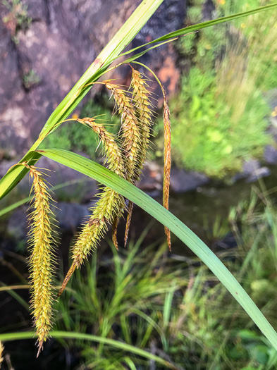image of Carex mitchelliana, Mitchell's Sedge