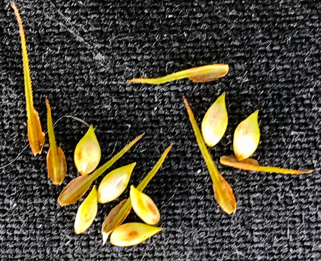 image of Carex mitchelliana, Mitchell's Sedge