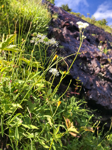 image of Trautvetteria caroliniensis, Carolina Tassel-rue, Carolina Bugbane, False Bugbane