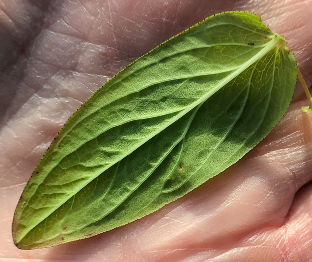 image of Hypericum graveolens, Mountain St. Johnswort