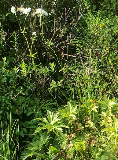 image of Trautvetteria caroliniensis, Carolina Tassel-rue, Carolina Bugbane, False Bugbane