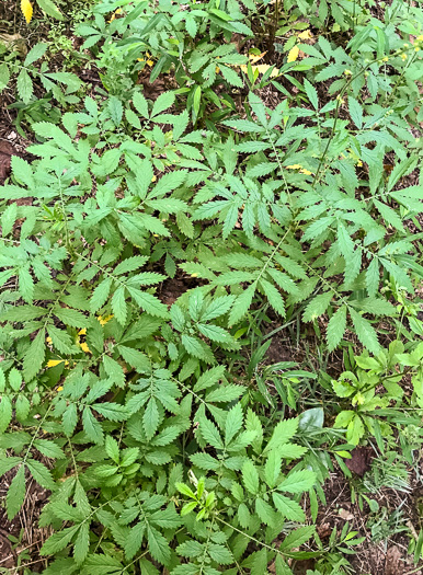 image of Agrimonia parviflora, Southern Agrimony, Small-flowered Agrimony, Harvestlice