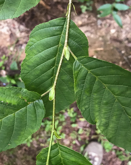 image of Corylus cornuta var. cornuta, Beaked Hazelnut