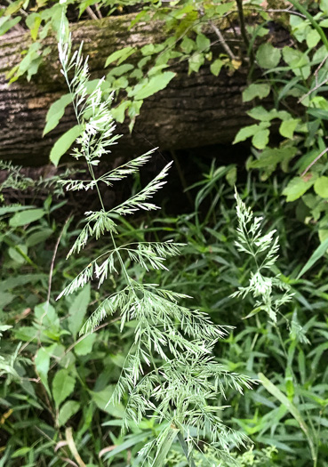 image of Cinna arundinacea, Common Woodreed, Stout Woodreed, Sweet Woodreed