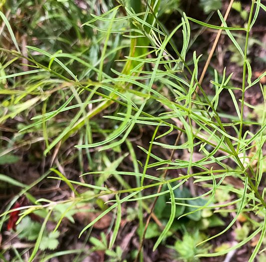 image of Agalinis tenuifolia, Common Gerardia, Slenderleaf Agalinis, Slender False Foxglove, Slender Gerardia