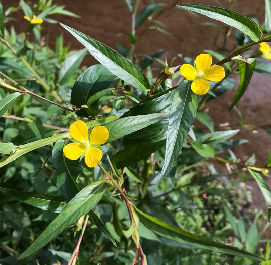 image of Ludwigia decurrens, Wingstem Water-primrose, Wingleaf Primrose-willow