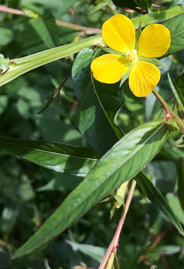 image of Ludwigia decurrens, Wingstem Water-primrose, Wingleaf Primrose-willow